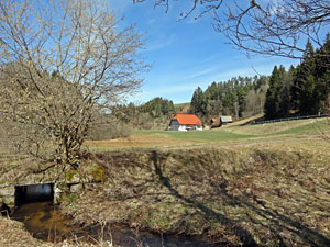 Erste Frhlingsboten auf der Leihwies