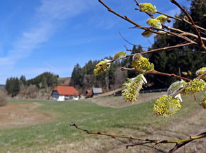 Erste Frhlingsboten auf der Leihwies