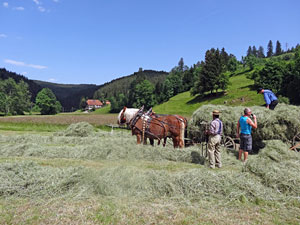 Waldfest Unterschiltach - Heuwagen laden