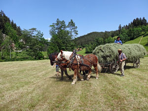 Waldfest Unterschiltach - Heuwagen laden