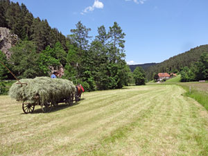 Waldfest Unterschiltach - Heuwagen laden