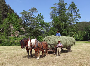Waldfest Unterschiltach - Heuwagen laden