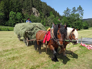Waldfest Unterschiltach - Heuwagen laden