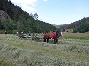 Waldfest Unterschiltach - Heuwagen laden