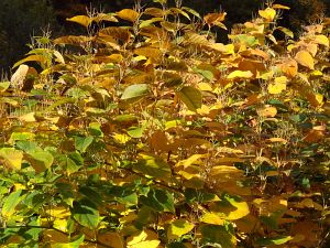 Goldener Herbst in der Berneck