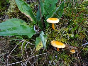 Goldener Herbst in der Berneck
