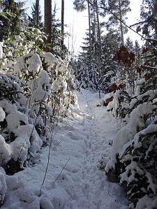 Winter in der Berneck