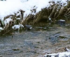 Eichbach Mander durchgebrochen