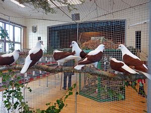 Geflgelschau Tennenbronn