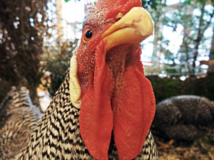 Geflügelschau Tennenbronn Geflügelschau Tennenbronn