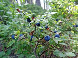 Heidelbeeren
