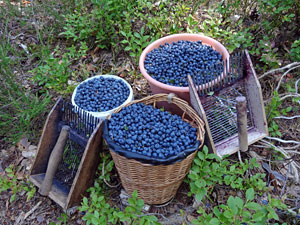 Heidelbeeren border=