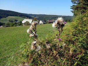 Herbst 2015 in Tennenbronn