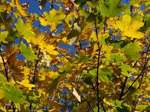 Herbst 2015 in Tennenbronn