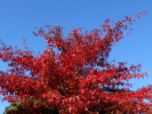 Herbst 2015 in Tennenbronn