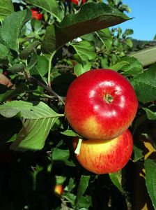 Herbst 2015 in Tennenbronn