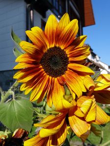 Herbst 2015 in Tennenbronn
