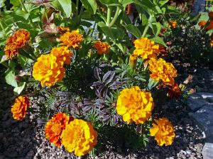 Herbst 2015 in Tennenbronn