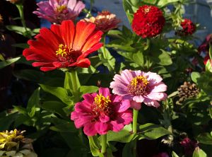 Herbst 2015 in Tennenbronn