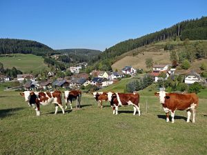 Herbst 2015 in Tennenbronn