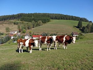 Herbst 2015 in Tennenbronn