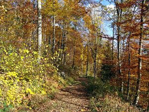Herbst in Oberndorf und Rottweil