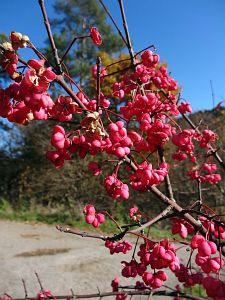Herbst in Oberndorf und Rottweil