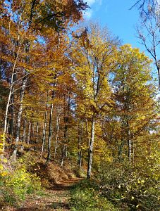 Herbst in Oberndorf und Rottweil