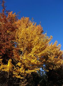 Herbst in Oberndorf und Rottweil