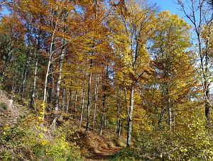 Herbst in Oberndorf und Rottweil
