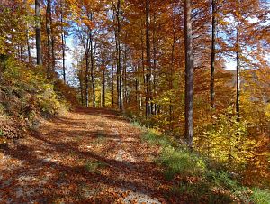 Herbst in Oberndorf und Rottweil