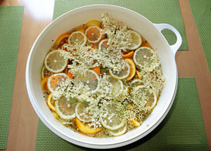 Holunderblütensirup Holunderblütensirup