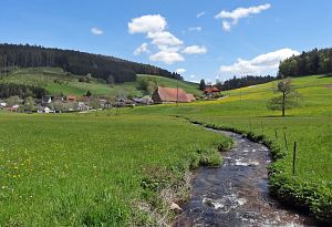Lwenzahn und Baumblte in Tennenbronn