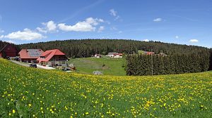 Lwenzahn und Baumblte in Tennenbronn
