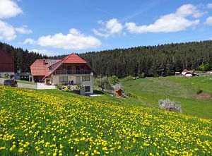Lwenzahn und Baumblte in Tennenbronn