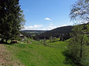 Lwenzahn und Baumblte in Tennenbronn