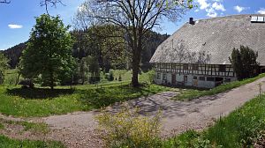 Lwenzahn und Baumblte in Tennenbronn
