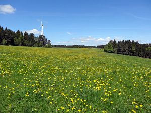 Lwenzahn und Baumblte in Tennenbronn