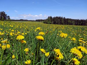 Lwenzahn und Baumblte in Tennenbronn
