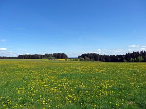 Lwenzahn und Baumblte in Tennenbronn