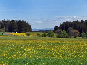 Lwenzahn und Baumblte in Tennenbronn