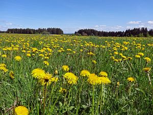 Lwenzahn und Baumblte in Tennenbronn