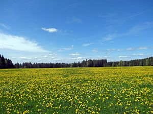 Lwenzahn und Baumblte in Tennenbronn