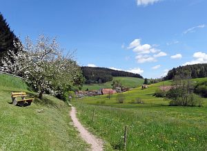 Lwenzahn und Baumblte in Tennenbronn