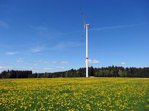 Lwenzahn und Baumblte in Tennenbronn