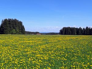 Lwenzahn und Baumblte in Tennenbronn