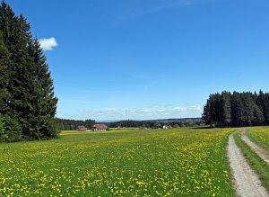 Lwenzahn und Baumblte in Tennenbronn
