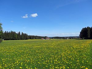 Lwenzahn und Baumblte in Tennenbronn