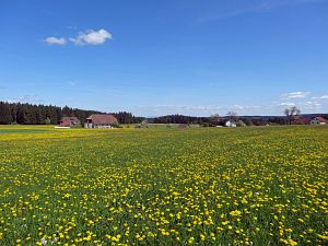 Lwenzahn und Baumblte in Tennenbronn