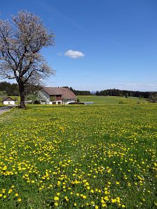Lwenzahn und Baumblte in Tennenbronn